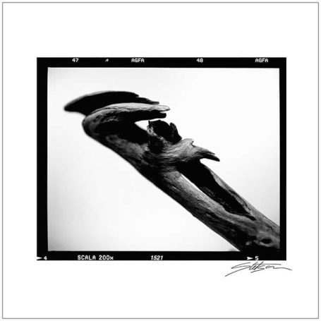 A close-up of a twisted, textured piece of driftwood in black and white.