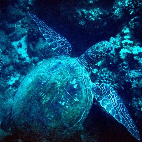 A sea turtle swimming in blue ocean waters near coral reefs.