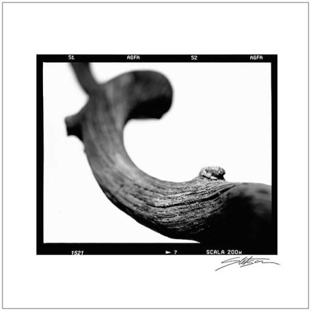 Black and white close-up of a textured, curved wooden branch.