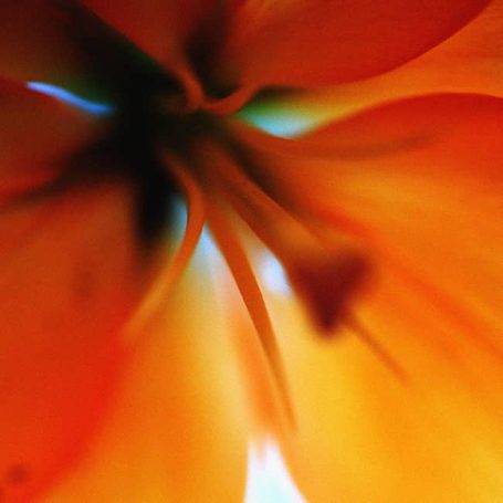 Abstract close-up of a vibrant orange flower with soft, blurred petals.