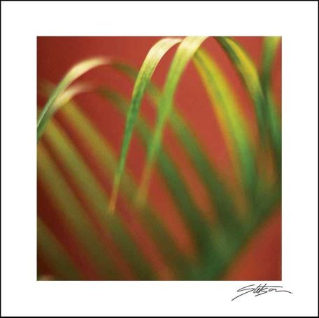 Green palm fronds against a warm red background, creating a soft, blurred effect.