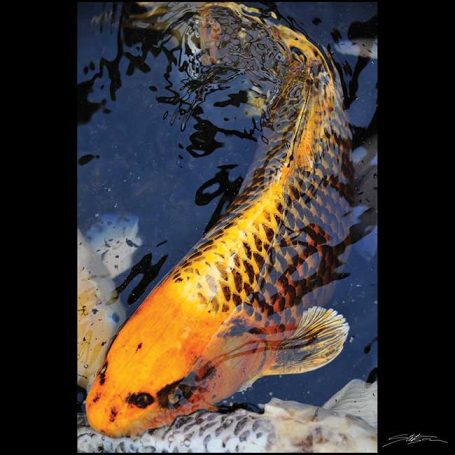 A golden koi fish swimming in dark water with subtle reflections.