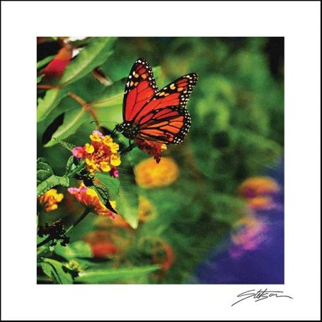 A vibrant orange butterfly perched on colourful flowers against a blurred background.