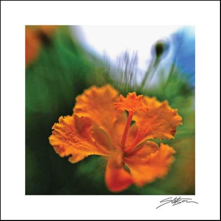 Bright orange flower with ruffled petals against a blurred green background.