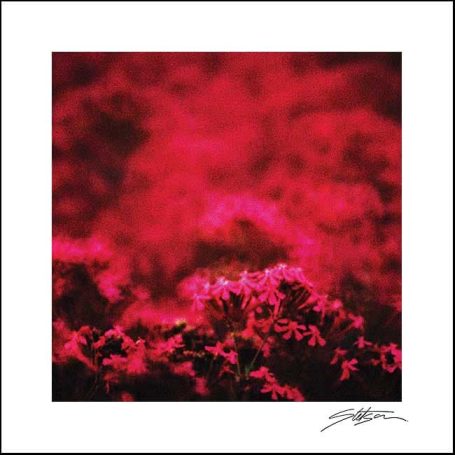Abstract composition featuring vivid pink and red floral patterns.