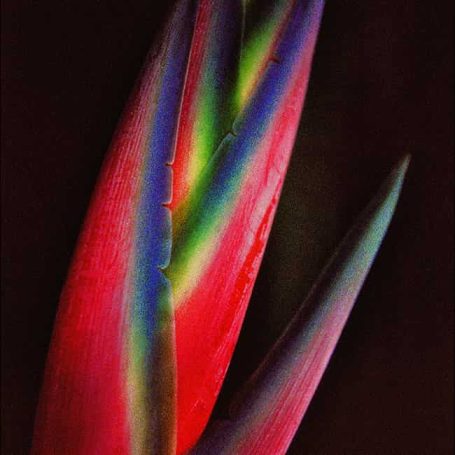Vibrant, colourful plant leaves with striking rainbow hues against a dark background.