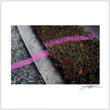 Vibrant pink line crossing over a patch of greenery and textured pavement.