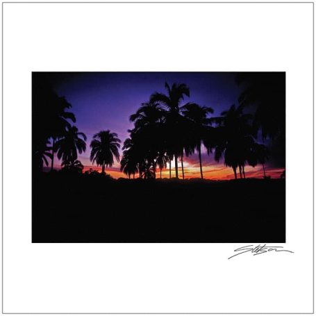 Silhouetted palm trees against a vibrant sunset sky.