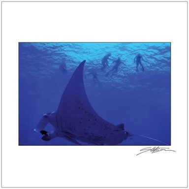 A manta ray swimming underwater with divers in the background.