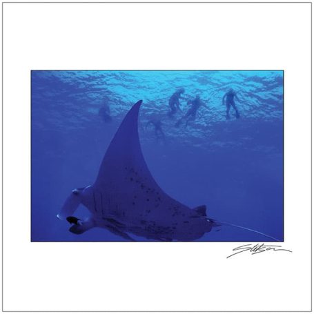 A manta ray swimming underwater with divers in the background.