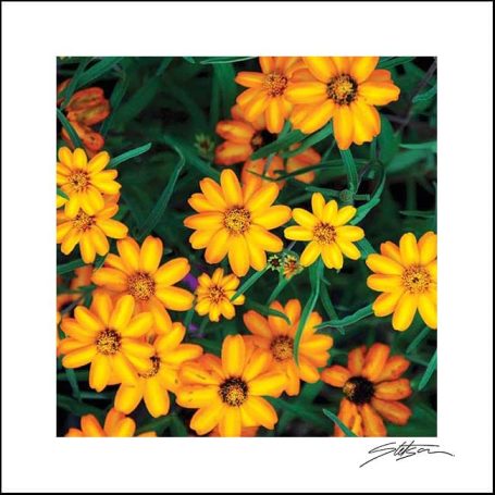 Bright yellow flowers scattered among green foliage.