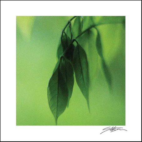 Delicate green leaves against a soft, blurred green background.