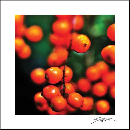 Clusters of bright orange berries against a dark green background.