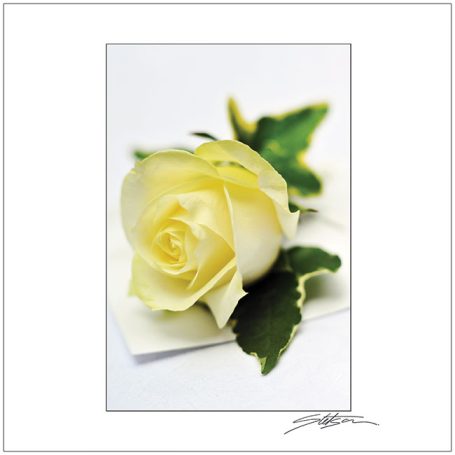 A single white rose with green leaves resting on a plain surface.