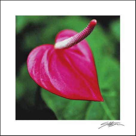 Vibrant pink anthurium flower with a heart-shaped petal against green foliage.