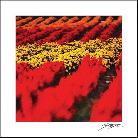 Vibrant rows of red, orange, and yellow flowers in a field.