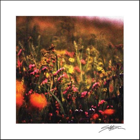A vibrant meadow filled with multicoloured wildflowers.