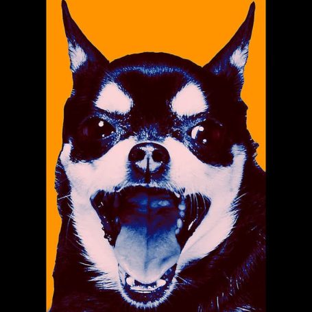 Chihuahua with an exaggerated expression against an orange background.