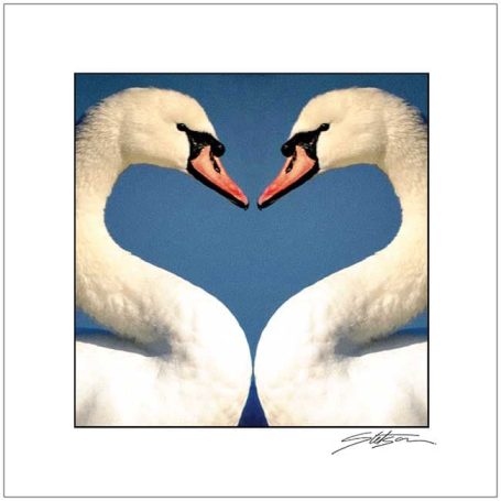Two swans facing each other, forming a heart shape with their necks against a blue background.