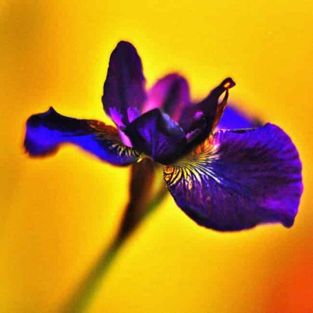 A close-up of a purple iris flower against a vibrant yellow background.