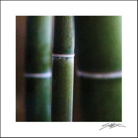 Close-up of green bamboo stalks with distinctive joint markings.